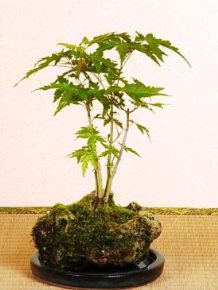 ミニ盆栽の作り方と管理のポイント 自然と暮らす 観葉植物